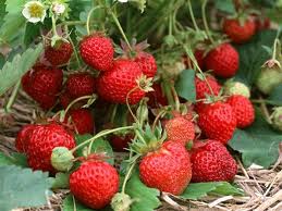 草莓竟然也能防治白血病?
