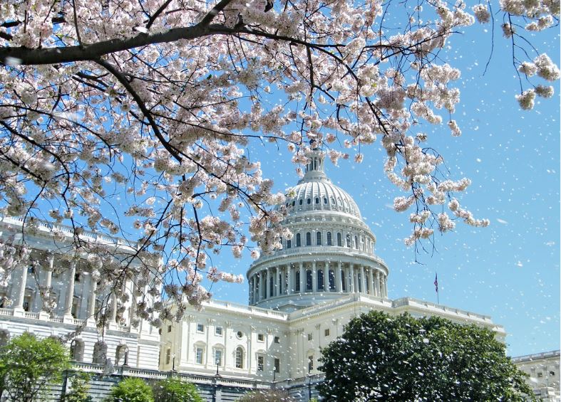 春假去哪儿，华盛顿DC樱花节赏樱攻略